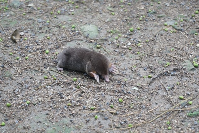 お庭の困った害獣　モグラ対策あれこれ！ アイキャッチ画像