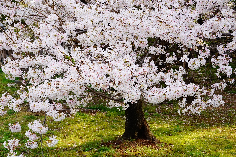 庭に桜の木を植えるには　お花見を家でも楽しめる？ 写真