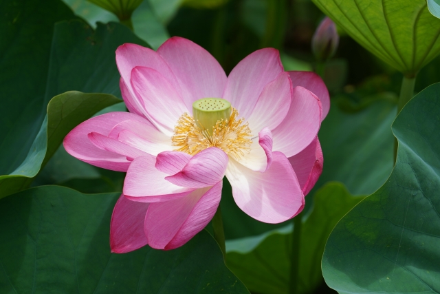 蓮の花は今が見頃　RYOKUSUIの地元はレンコンの産地　栽培方法も紹介 アイキャッチ画像