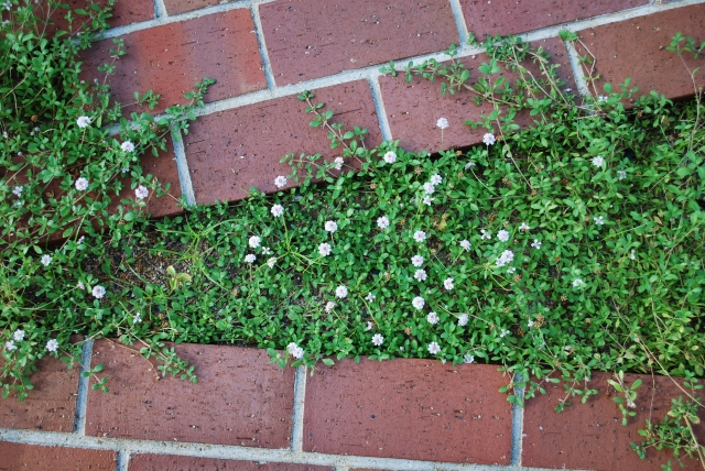 植えてはいけない？あとが大変な植物や樹木をピックアップ アイキャッチ画像