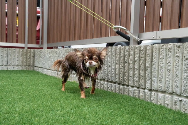 お庭にドッグランを　愛犬が過ごしやすい空間づくり アイキャッチ画像