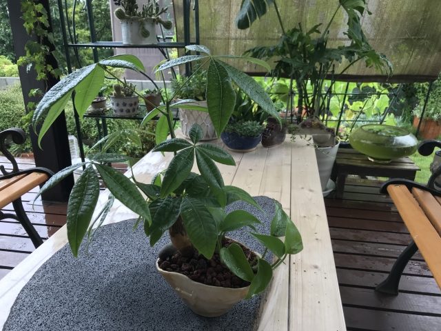 ガーデンルームと観葉植物　初心者でもおススメの植物は アイキャッチ画像