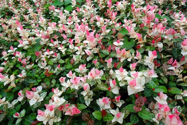 寒さに強いグラウンドカバー　おススメの植物を紹介 アイキャッチ画像