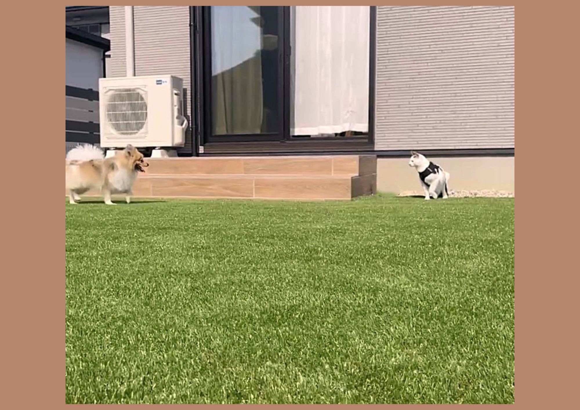 愛犬、愛猫が喜ぶ庭づくり　安心して過ごせるポイントを解説 画像