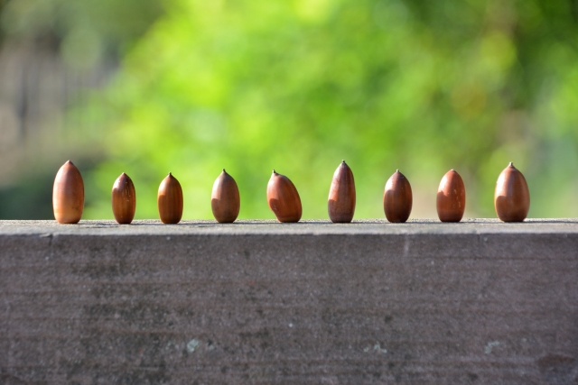 安易に植えてはいけない？どんぐりの木は危険かも アイキャッチ画像