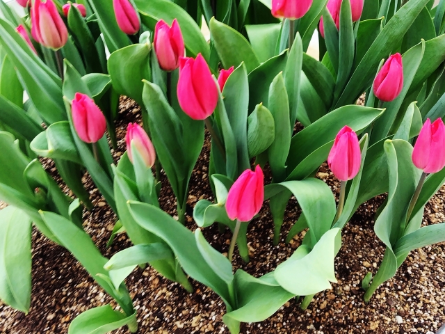 春を楽しむガーデニング 土づくりなどもおススメの時期 画像