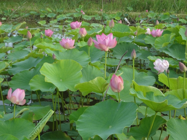 蓮の花は今が見頃 RYOKUSUIの地元はレンコンの産地 栽培方法も紹介