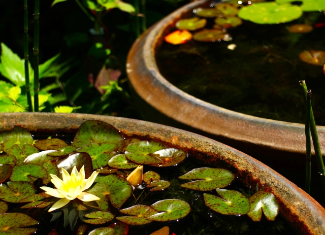 蓮花 蓮の花は今が見頃 RYOKUSUIの地元はレンコンの産地 栽培方法も紹介