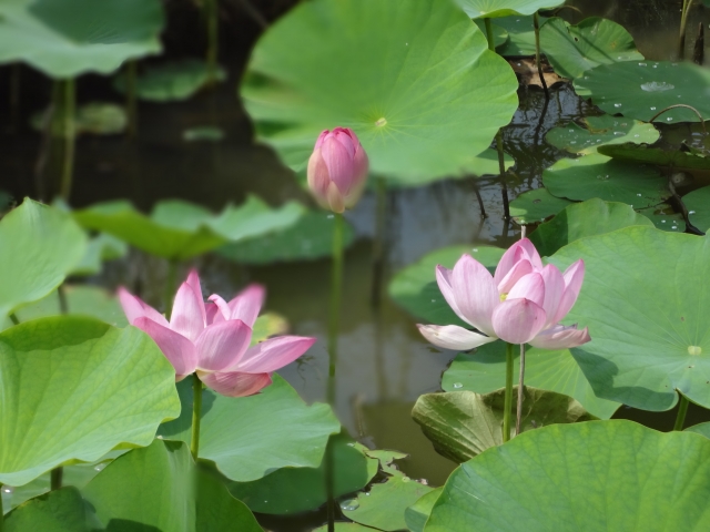 蓮の花は今が見頃 RYOKUSUIの地元はレンコンの産地 栽培方法も紹介