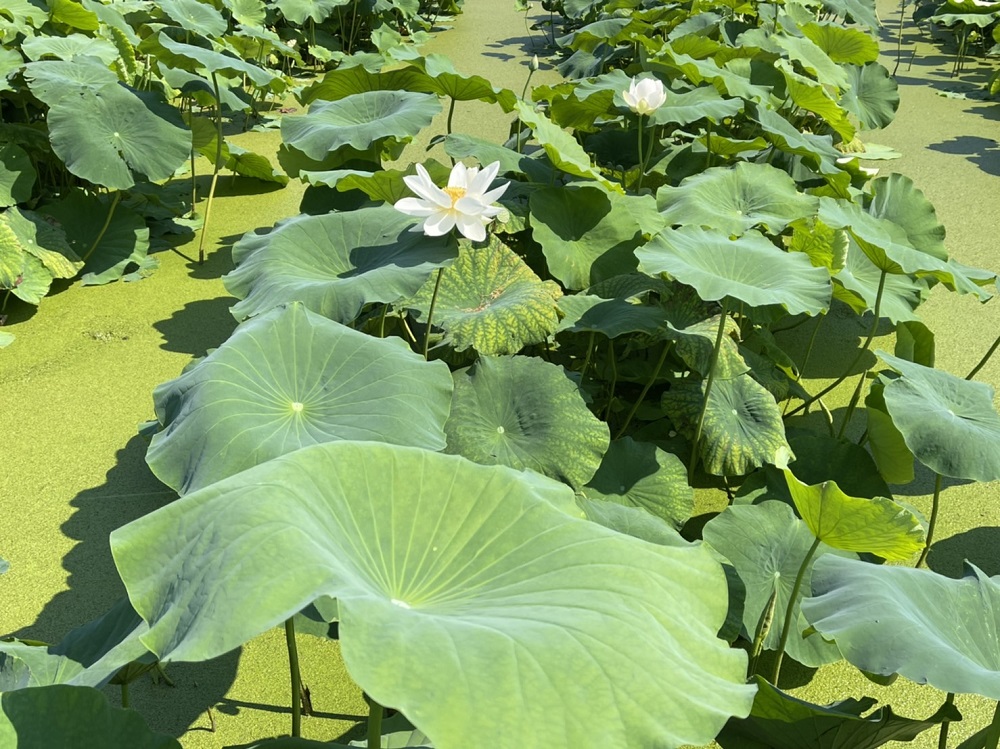 蓮の花は今が見頃 RYOKUSUIの地元はレンコンの産地 栽培方法も紹介
