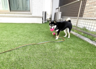 犬が芝の上で遊んでいる様子