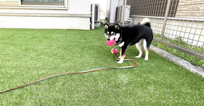 犬が芝の上で遊んでいる様子