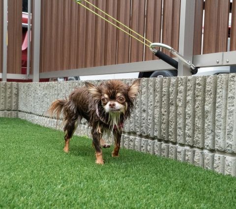 お庭にドッグランを　愛犬が過ごしやすい空間づくり アイキャッチ画像