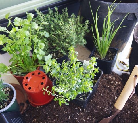 春こそハーブガーデン　三月、四月に植えたいハーブを紹介 アイキャッチ画像