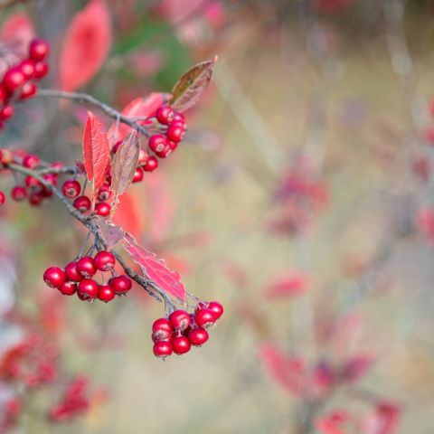 庭を彩る、秋から冬に実をつける植物５選 アイキャッチ画像
