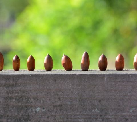 安易に植えてはいけない？どんぐりの木は危険かも アイキャッチ画像