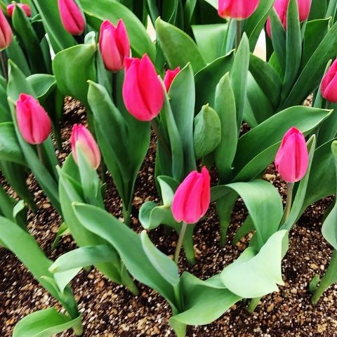 春を楽しむガーデニング　土づくりなどもおススメの時期 アイキャッチ画像